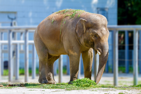 a Big elephant animal eating grass at the zooの写真素材