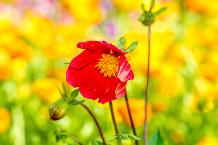 Image flower red dahlia with yellow centerの写真素材