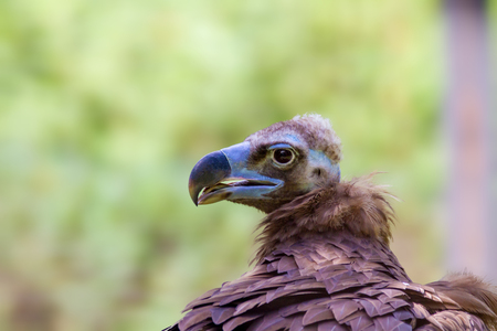 Image head of a large vulture birdの写真素材