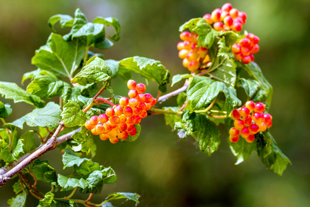 Image of the red viburnum berries ripen on a branch
