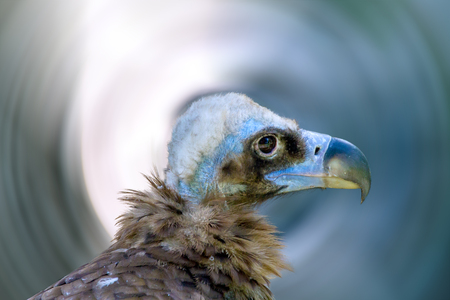 Image head of a large vulture birdの写真素材
