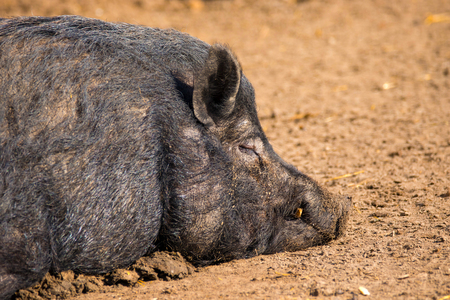 image of a mammal a boar animal sleeping on the groundの写真素材