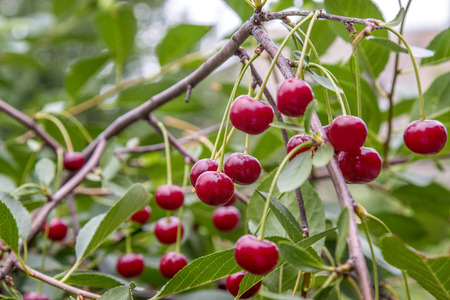 image of sweet red cherries ripen on tree in the garden