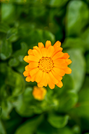 an image of a beautiful marigold flower blooming in the gardenの写真素材