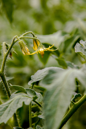 image bud yellow flower garden vegetable tomatoの写真素材