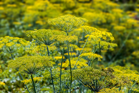 image spicy plant blossoming dill in the garden