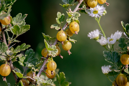 image ripe gooseberry berries ripen on bushes in the gardenの写真素材
