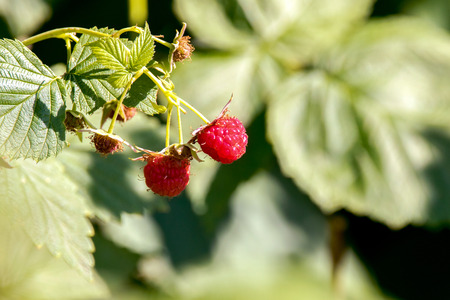 image of red sweet raspberry berry in the garden