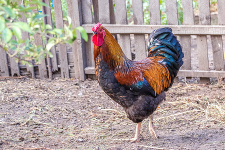 picture of an adult handsome rooster walking around the farm