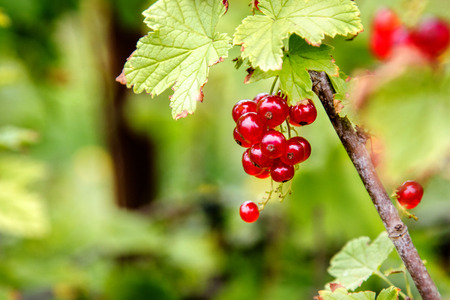 image of a redcurrant berries on a bush in the garden