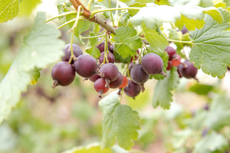 image of a bunch of ripe black currant on a bush in the gardenの写真素材