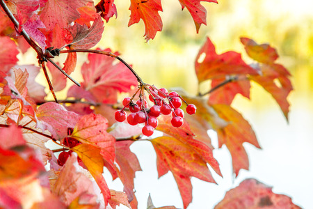 image branch of ripe red viburnum with berries in autumn