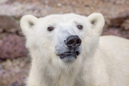image of the muzzle of a wild animal polar bearの写真素材