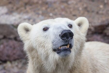 image of the muzzle of a wild animal polar bearの写真素材