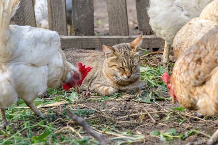 image of a domestic cat watching the chickensの写真素材