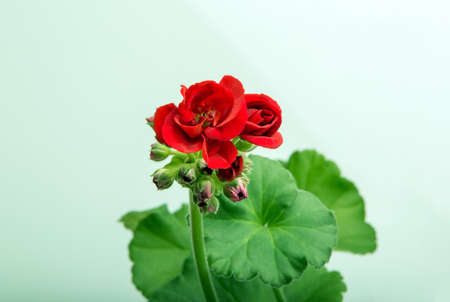 image of indoor flower geranium pelargonium bloomed with red flowersの写真素材