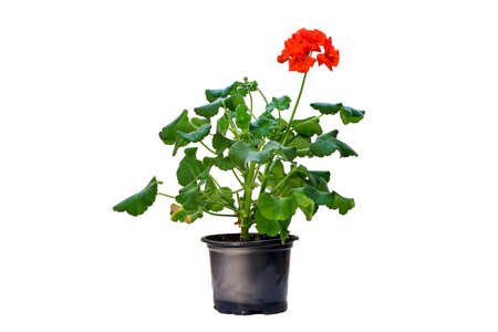 Image of a blooming geranium houseplant in red on a white backgroundの写真素材