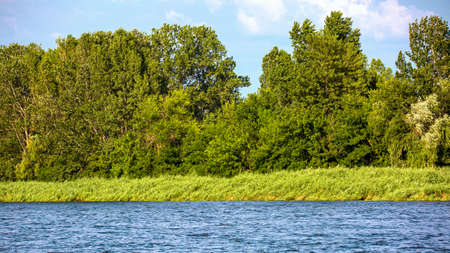 Image of the bank of the big river overgrown with reeds and trees