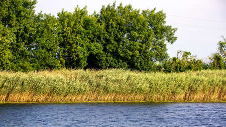 Image of the river bank overgrown with reeds and trees