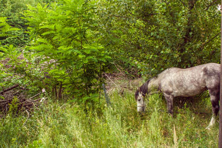 Image tethered horse grazing in a groveの写真素材