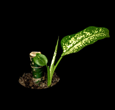 Image of a young shoot of dieffenbachia on a black backgroundの写真素材