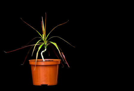 image of a houseplant dracaena in a pot on a black background