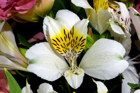 Image of a beautiful white Alstroemeria with a yellow centerの写真素材