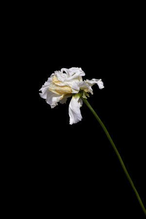 image of dry withered white flower on black backgroundの写真素材