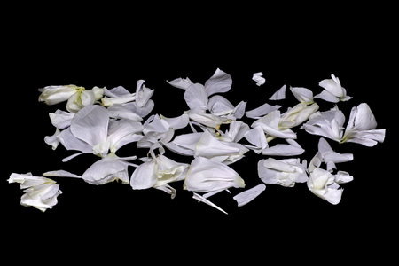Image of scattered white flower petals on a black background