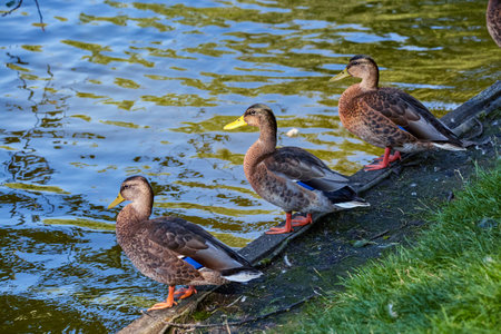 Image of three wild ducks on the shore of a pondの写真素材