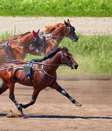 Image of a beautiful horse running along a hippodromeの写真素材