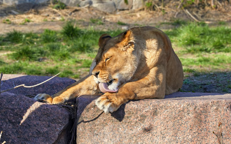 Image of a large lioness licking her paws with her tongueの写真素材