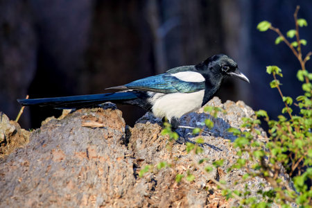 Image of a magpie bird sitting on a stoneの写真素材