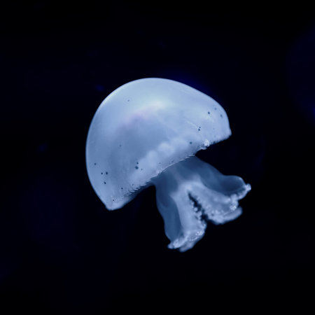 Image of sea animal jellyfish cannonball underwater