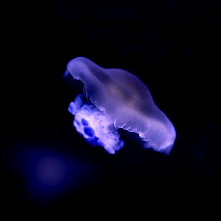 Image of a sea animal Mediterranean jellyfish underwaterの写真素材