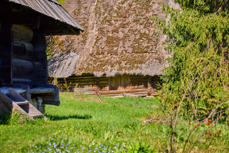 Image of old Carpathian wooden houses with straw roofs standing on a green meadowの写真素材