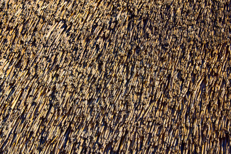 Image of a thatched roof in the sunの写真素材