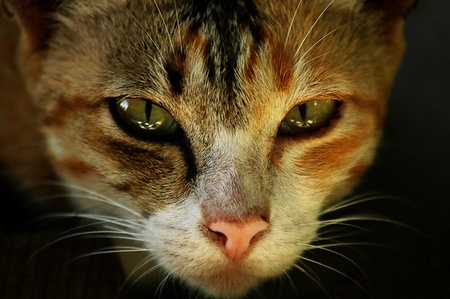 A somali cat