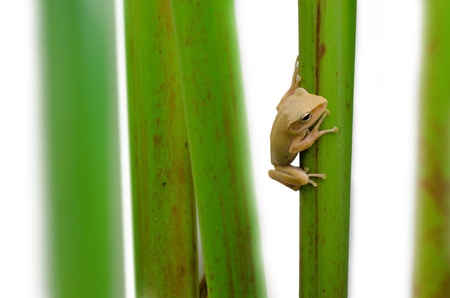 frogの写真素材