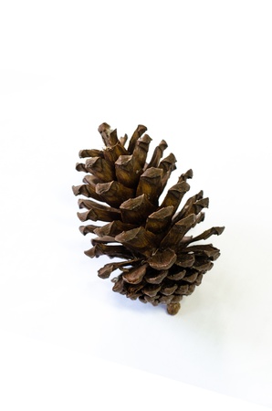 cone of pineの写真素材