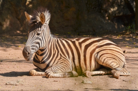 zebra in zooの写真素材