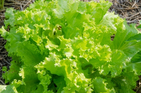 lettuce on soilの写真素材