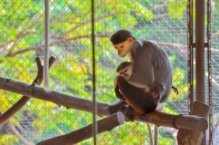 Red-shanked douc and child in cage の写真素材