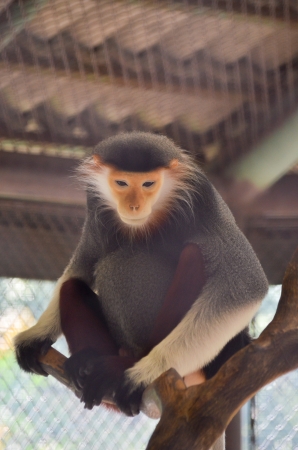 Red-shanked douc in cage の写真素材