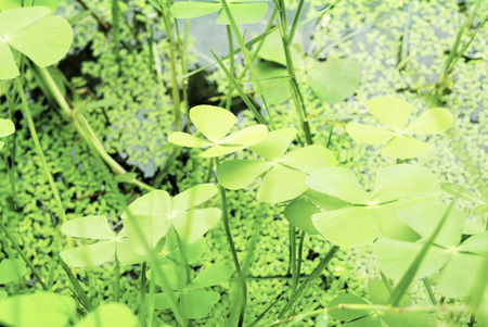 Water clover, Clover fern  Marsilea crenata Presl