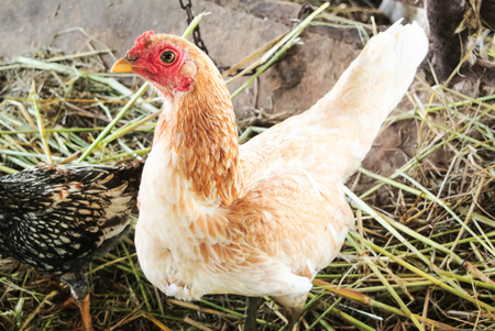 Focus the brown chicken on dried grasses