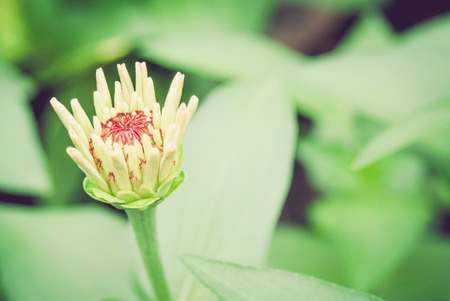 Yellow budding gerbera flowers  with selective soft focus. Low contrast.の写真素材