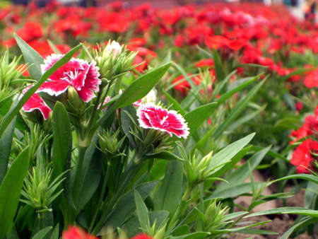 flowersの写真素材