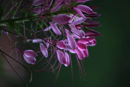 flowersの写真素材