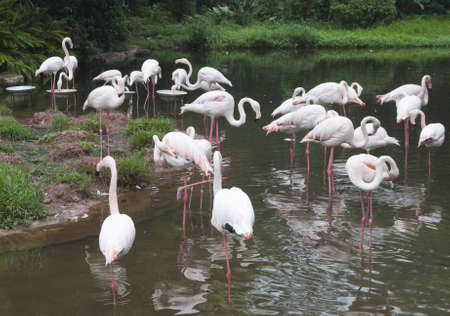 Swan  The Guangzhou Zoo of China の写真素材